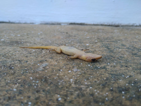 The dead lizard lie down on the groundの写真素材