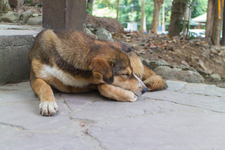 The brown dog sleep alone on the staircaseの写真素材