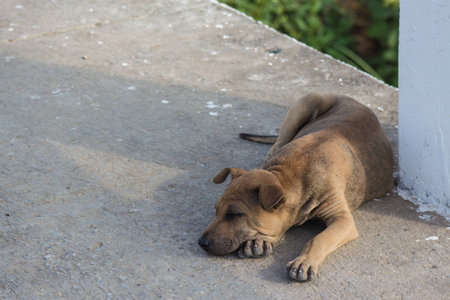 brown young dog sleep alone on the foot path
