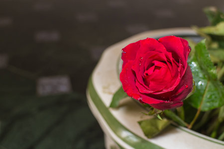close up for red rose in the containerの写真素材