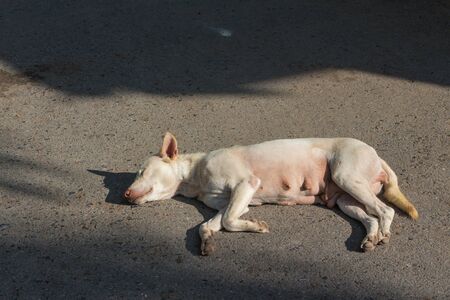 the female white dog sleep alone on streetの写真素材