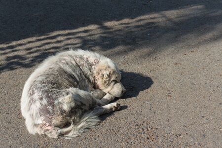 the old white dog sleep alone on street