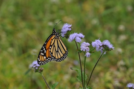 Manarch Butterfly