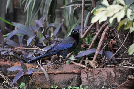 Black birdの写真素材