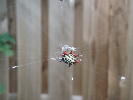 Crab spiderの写真素材