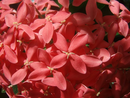 Pink Ixora flowers