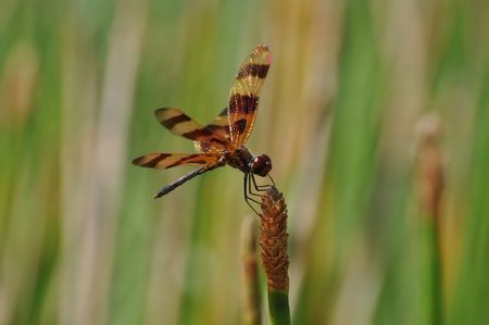 Banded Flutterer Dragonflyの写真素材