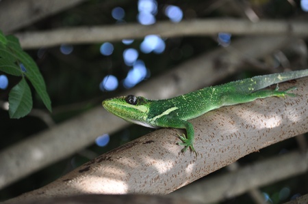 Cuban Anole Lizardの写真素材