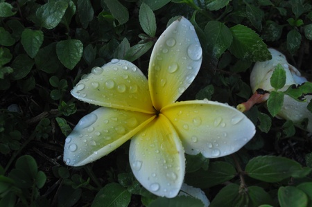 Frangipani Flowerの写真素材