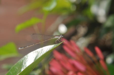 Small Dragonflyの写真素材