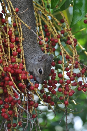 Eastern Grey Squirrelの写真素材