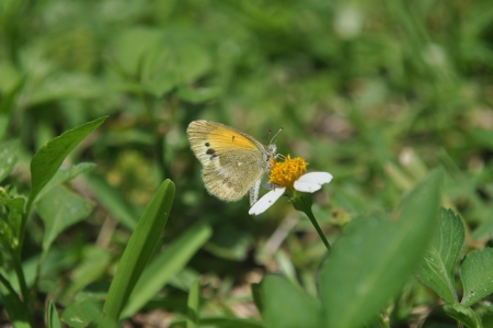 Dainty Sulphur Butterfly の写真素材