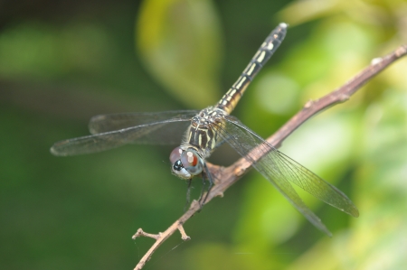 Blue Dasher Dragonflyの写真素材