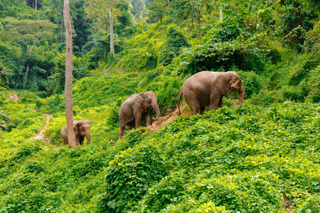 Three elephants walk at the jungle in Chiang Mai Thailandの写真素材