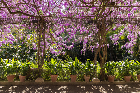 Arbor with pots and flowers wisteriaの写真素材