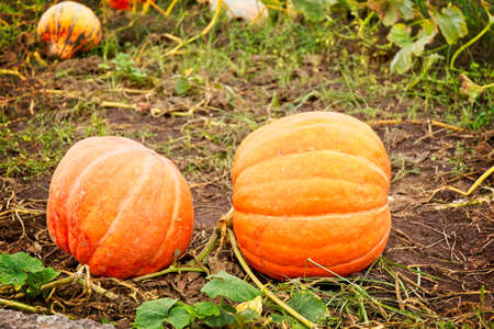 Pumpkin plantation