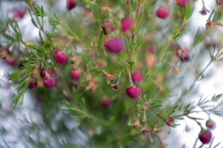 An Indigenous Australian scented plant