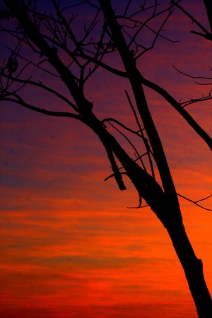 Dead tree branches at sunset.