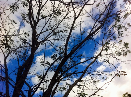 Sky, branches, leaves start falling from the trees.の素材