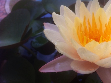White Lotus in Thailandの素材
