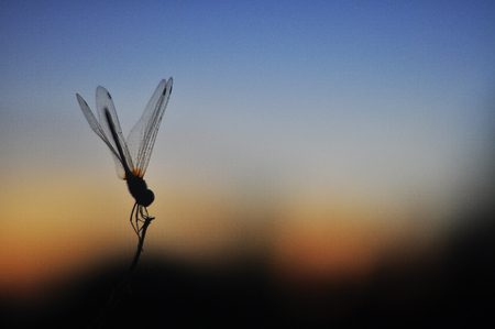 Dragonflyの写真素材