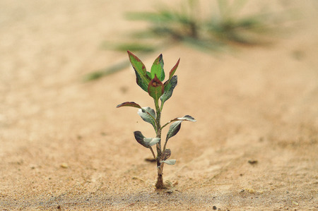 Small tree on the soil