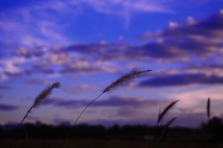 Grass flowers with twilightの写真素材