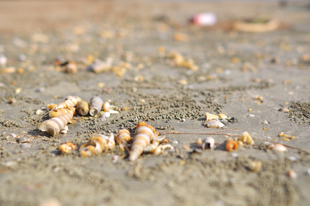 Dead Sea Shells