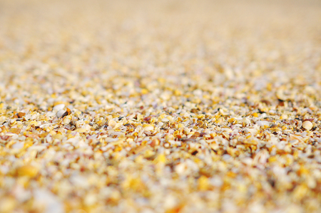 Dead Sea Shells