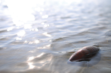 Sea Cucumber in Trang Provinceの写真素材