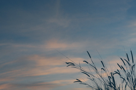 Grass in the eveningの写真素材