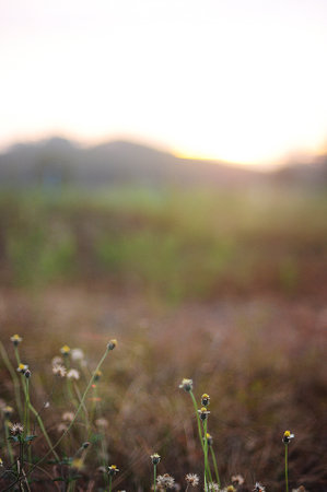Evening grass flowers with the sunsetの写真素材