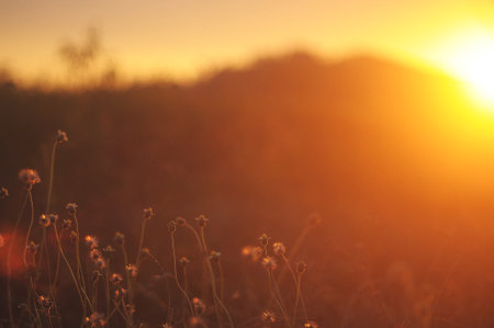 Evening grass flowers with the sunsetの写真素材