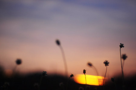Evening grass flowers with the sunsetの写真素材