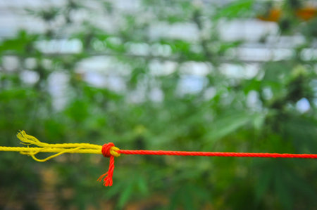 Hemp rope in the green house background.