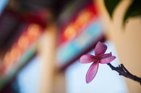 Plumeria flower on blurred background of Chinese temple, Thailand.