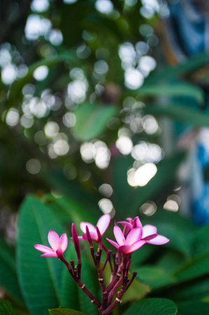 Pink Frangipani flowers with bokeh background, Thailand.