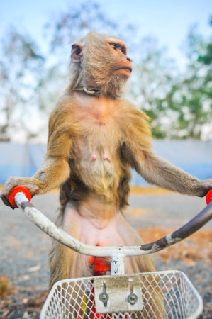 monkey sitting on bicycle in the park, closeup of photo.