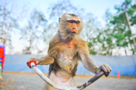Monkey on a bicycle at the park in Kolkata, India