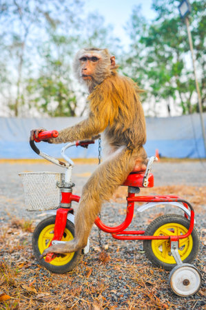 Monkey on a red bicycle in the park. Animal concept.の写真素材