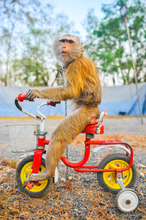 Monkey on a bicycle in the park. Animal protection concept.の写真素材