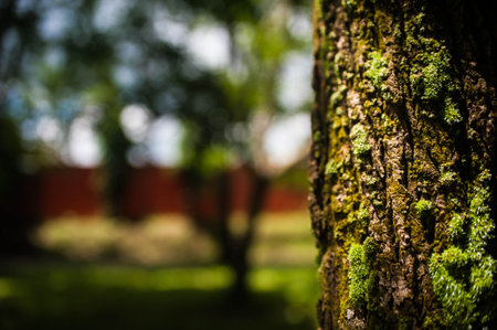 Close up of green moss on tree trunk with blurred background in gardenの写真素材