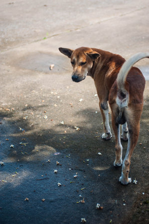 A stray dog is staring at the camera.の写真素材