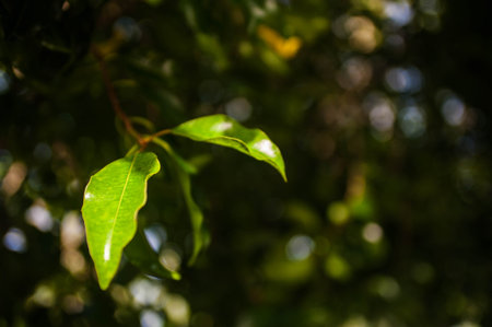 Closeup of green leaves on blurred background with bokeh effectの写真素材