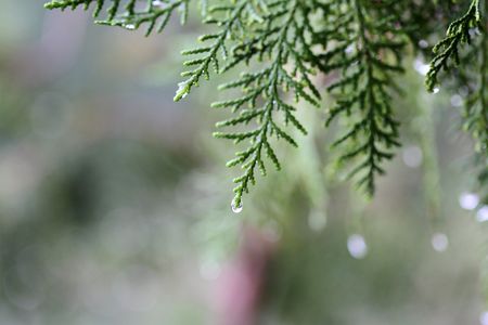 Green branch closeup on a rainy day