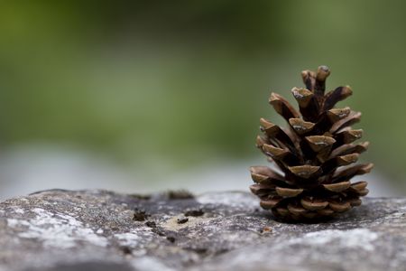 closeup of a pine cone on a rock, with shallow depth of field and a soft natural green backgroundの写真素材