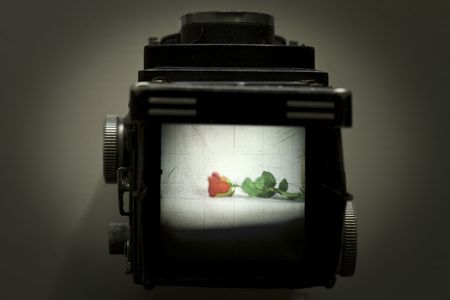 the world through an old,  medium format reflex camera, focusing at a rose on a white background. No post editing. no filters.の写真素材