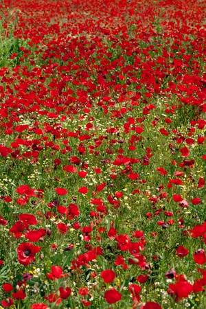  God is a painter and he loves red... Poppies field (vertical)の写真素材