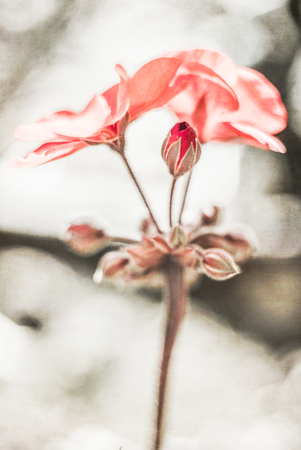 Ready to Blossom, Artistic Flowers Background with filters applied, Vintage Look and Soft Focusの写真素材