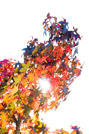 Autumn leaves 
 on tree, with Vibrant Colors, against the bright sun の写真素材
